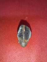 Rooted Ceratopsian Tooth, Judith River Formation