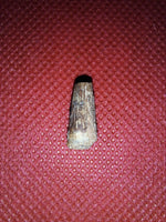 Ichthyovenator Tooth (Rare Spinosaurid), Early Cretaceous