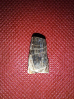 Ichthyovenator Tooth (Rare Spinosaurid), Early Cretaceous