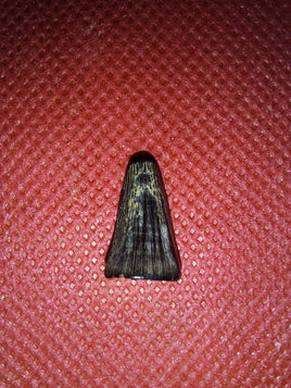 Mosasaur Tooth, Cretaceous of Mississippi