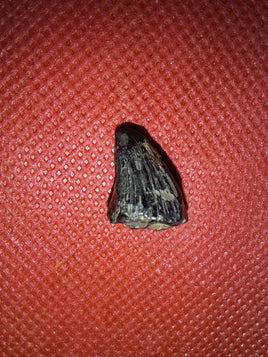 Mosasaur Tooth, Cretaceous of Mississippi