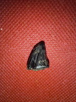 Mosasaur Tooth, Cretaceous of Mississippi