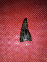 Mosasaur Tooth, Cretaceous of Mississippi