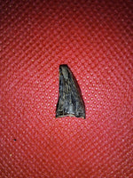 Mosasaur (Clidastes) Tooth, Cretaceous of Mississippi