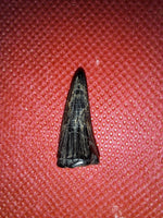 Mosasaur (Clidastes) Tooth, Cretaceous of Mississippi