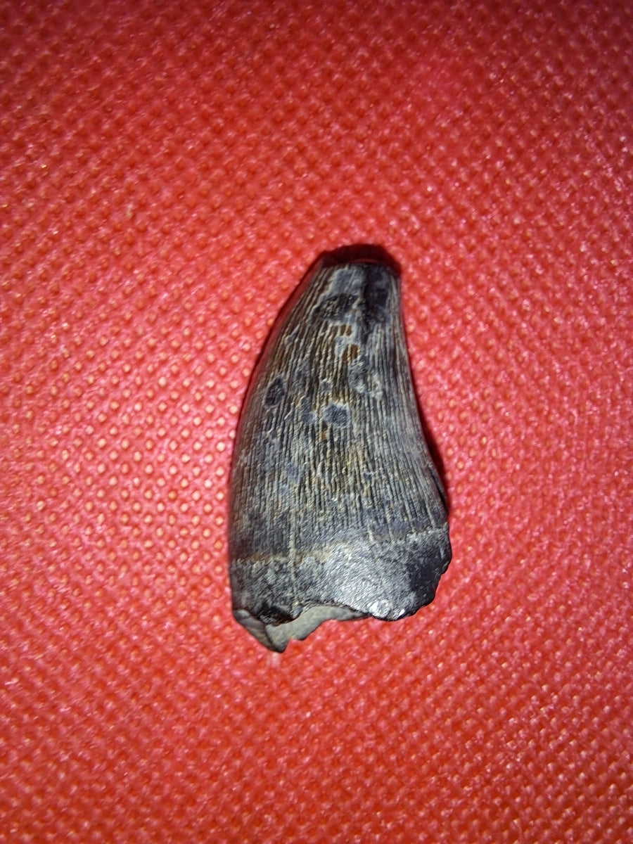 Tylosaurus Tooth, Cretaceous of Mississippi| The Daily Rex