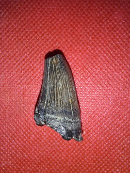 Tylosaurus Tooth, Cretaceous of Mississippi