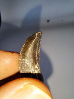 Rooted Allosaurus Tooth, Morrison Formation