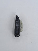 Apatosaurus Tooth, Morrison Formation