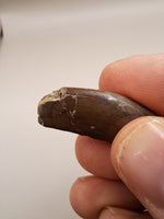 Partial Allosaurus Tooth, Morrison Formation