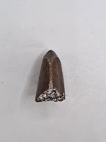 Allosaurus Tooth Tip, Morrison Formation
