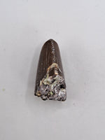 Allosaurus Tooth Tip, Morrison Formation