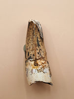 Spinosaurus Tooth