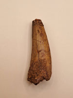 1.42" (3.6 cm) Spinosaurus Tooth