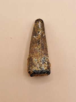 Spinosaurus Tooth