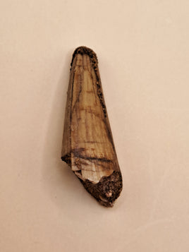 Spinosaurus Tooth