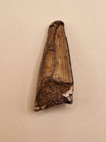 Spinosaurus Tooth