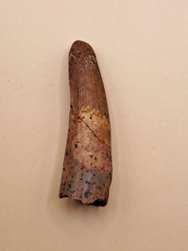 Spinosaurus Tooth