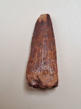 Spinosaurus Tooth