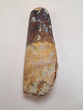 Spinosaurus Tooth