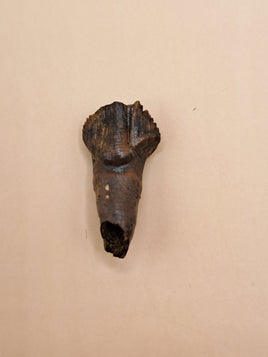 Pachycephalosaurus Rooted Tooth