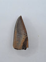 Hadrosauridae Tooth, Aguja Formation, Texas