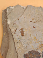 Elrathia Trilobite with Multiple Peronopsis, Utah