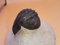 Reedops Trilobite, Morocco
