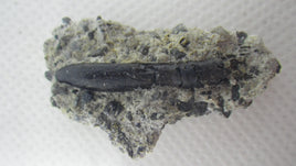 Rooted Juvenile Diplodocus Tooth on matrix