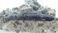 Rooted Juvenile Diplodocus Tooth on matrix