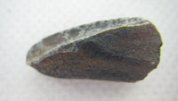Brachylophosaurus (?) Tooth from the Judith River Formation