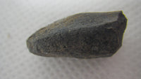 Brachylophosaurus (?) Tooth from the Judith River Formation