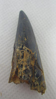 Xiphactinus Tooth