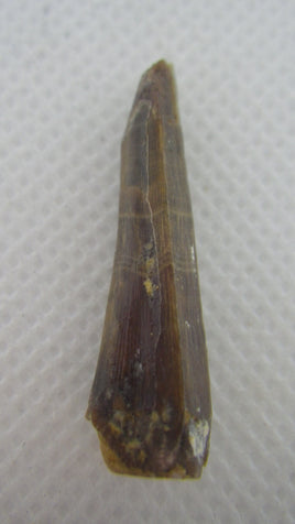 Xiphactinus Pre Max Tooth