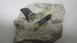 Allosaurus and Apatosaurus(?) teeth associated on matrix.