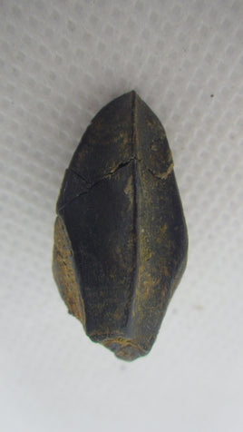 Edmontosaurus Tooth