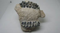 Oreodont skull section with teeth. Mammal