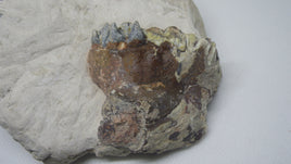 Oreodont Jaw Section