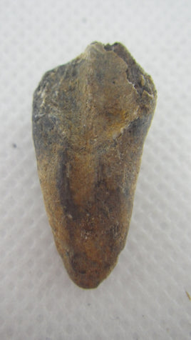 Ceratopsian Tooth, Judith River Formation