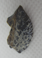 Ceratopsian Tooth, Aguja Formation, Texas