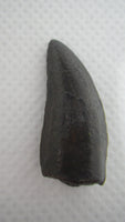 Unknown Theropod tooth, Bissekty Formation, Uzbekistan