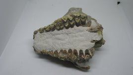 Partial Oreodont Skull, Mammal Fossil