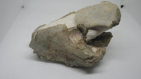 Partial Oreodont Skull, Mammal Fossil