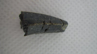 Pre-Maxillary Allosaurus Tooth from the Morrison Formation