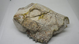 Partial Oreodont skull, Mammal Fossil