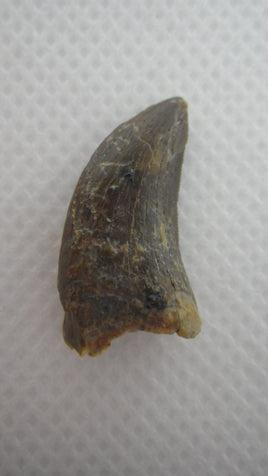 Dromaeosaur tooth, Bissekty Formation, Uzbekistan