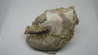 Partial Oreodont skull, Mammal Fossil
