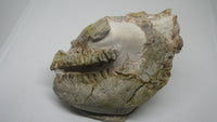Partial Oreodont skull, Mammal Fossil