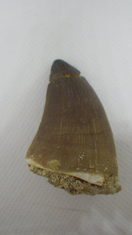 Large Prognathodon (Mosasaur) Tooth