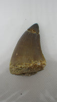 Large Prognathodon (Mosasaur) Tooth